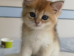 -中农国际动物医院24小时·猫科·骨科·急重症中心