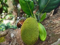 -中国科学院西双版纳热带植物园