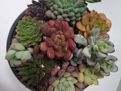 -金科花卉市场