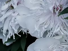 -洛阳市隋唐城遗址植物园