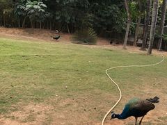 -深圳野生动物园