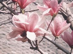 -长春观