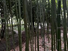 -陈家山荷花公园