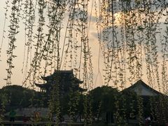 香菜干丝-清华酒楼(盘门店)