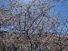 -桃花堤公园