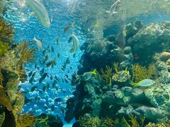 -上海海洋水族馆