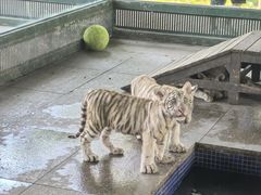 -秦皇岛野生动物园