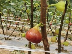 -武汉世外桃源农庄