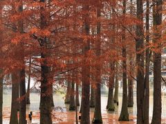 -白鹭湾湿地公园