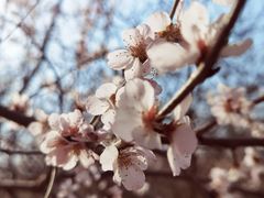 -桃花堤公园