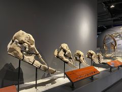 -重庆自然博物馆(新馆)