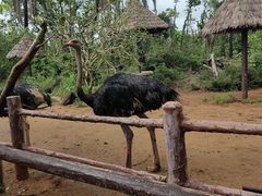 -海南热带野生动植物园
