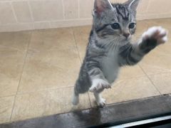 -翊宠yipet猫狗购宠庄园犬舍•猫舍