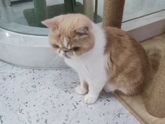 -喵园·猫主题咖啡厅·撸猫·猫咖(国贸店)