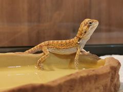 -酷以爬仙阁实体爬宠店·守宫·蜥蜴·专业繁育