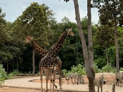 -清迈夜间动物园