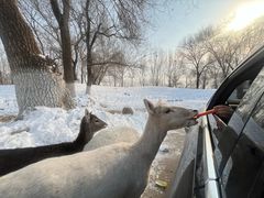 -北京野生动物园