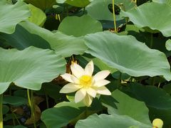 -燕郊植物园