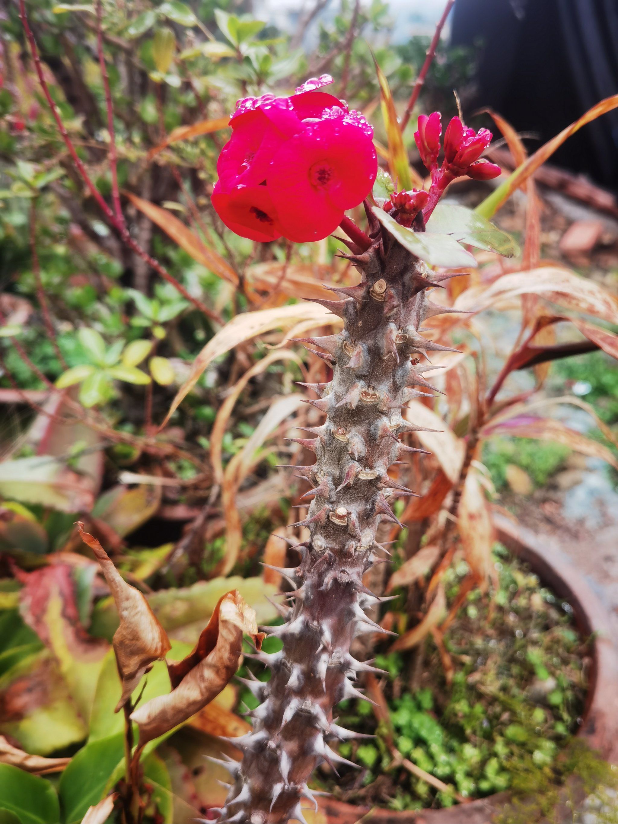 虎刺梅,又名铁海棠,是大戟科大戟属的一种灌木状肉