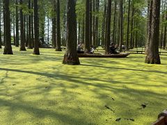 -渌洋湖湿地公园