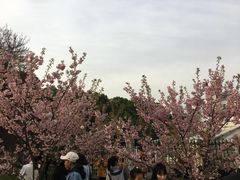 -武汉大学-樱园