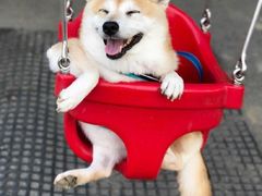 -香猪坊韩国烤肉专属门店(魏公村店)