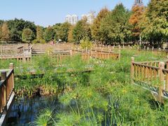 -五缘湾湿地公园
