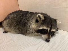 -浣熊柯尔鸭土拨鼠·电玩咖