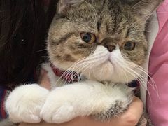 -创凡宠物医院·骨专科  猫科中心(西乡分院)