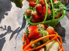 -尚田草莓姑娘白草莓采摘基地