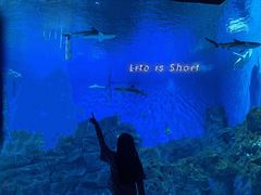 -芜湖新华联大白鲸海洋公园