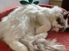 -猫腻·猫咖·撸猫馆(星光大道店)