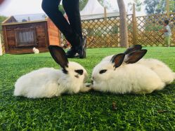 -萌宠亲子动物乐园(槐房万达店)