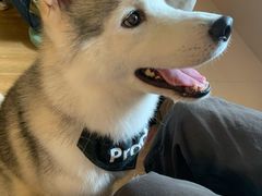 -Husky Go! 哈士奇体验馆·宠物咖啡厅狗咖