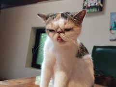 -猫小院猫主题餐厅(南锣旗舰店)