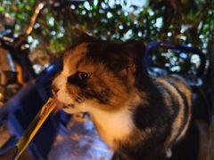 -同济大学(嘉定校区)