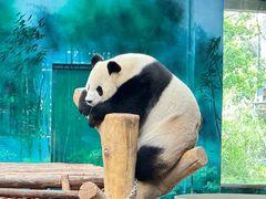 -沈阳森林动物园