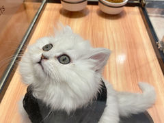 -袖虎·猫馆(体育西路店)