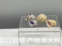 -贝壳王国博物馆