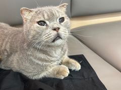 -喵园·猫主题咖啡厅·撸猫·猫咖(国贸店)