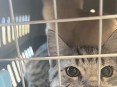 -艾吉宠物医院·疑难杂症转诊中心·猫友好(碧江路院)