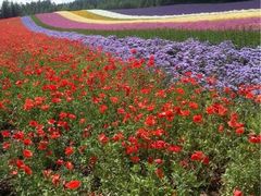 iphone_upload_pic-富田农场