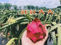 -尚果生态采摘园
