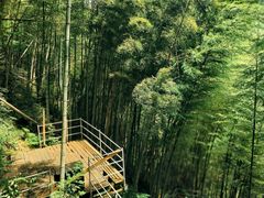 -宁波浙东大竹海景区