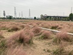 -王借岗森林公园