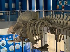 -上海海洋大学鱼文化博物馆(军工路校区)