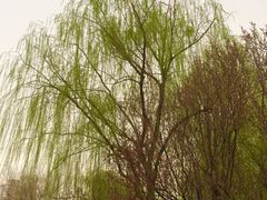-丰台科技园生态主题公园
