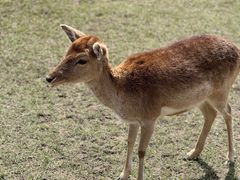 -苏州太湖西山岛开心农场