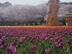 -苏州上方山国家森林公园
