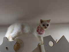 -楼上猫咖(罗湖店)